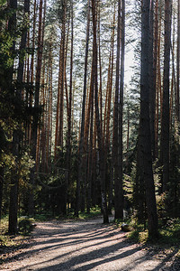 松林松木松木和云杉太阳光线和光线穿图片