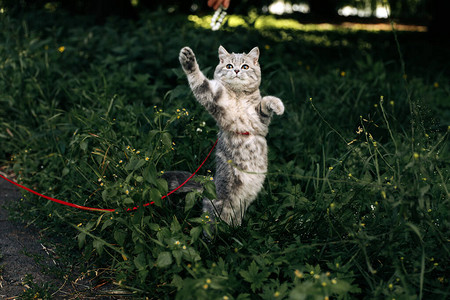 种苏格兰直猫图片