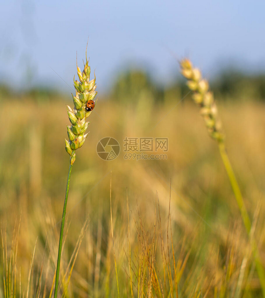 黑麦或小麦上的昆虫瓢小麦或黑麦关闭美妙的田园风光标签艺术设计丰图片