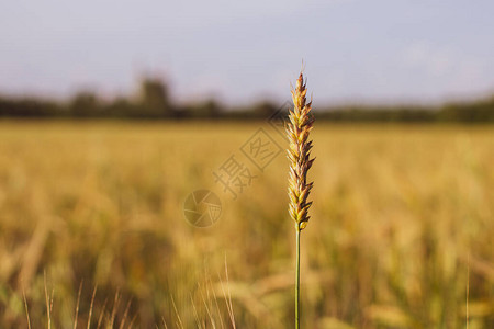 田里有小麦或黑麦的图片