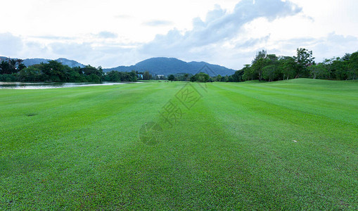 高尔夫球场美丽的绿草场图片