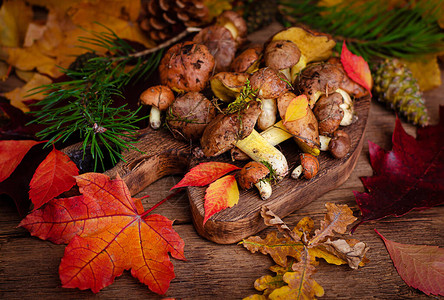 秋天食用蘑菇有机食品新鲜生油蘑菇在生木本底图片