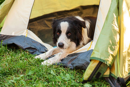 可爱有趣的小狗边境牧羊犬躺在露营帐篷里的户外肖像图片