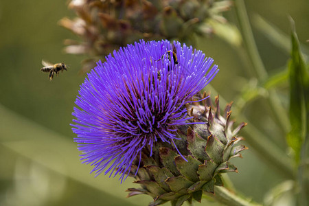 野生开花朝鲜蓟与蜜蜂图片