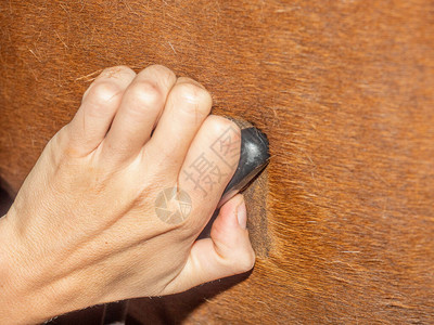 马超声呼吸扫描与探头设备兽医在剃光的皮肤正方形上对马肺和心脏跳动进图片