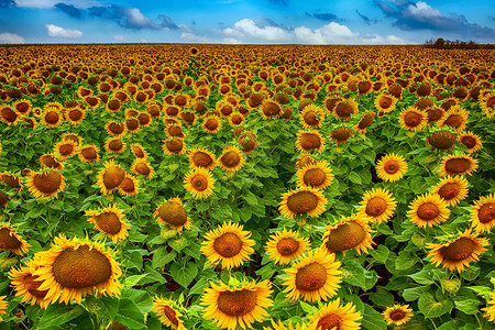 夏天黄色向日葵的田野映衬着蓝天和云彩HDR图片