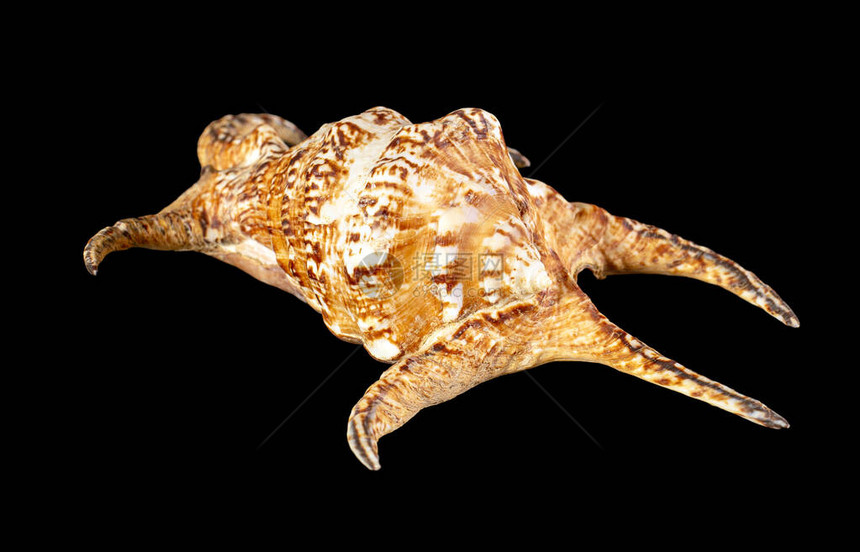 兰比斯是大海蜗牛的基因组图片