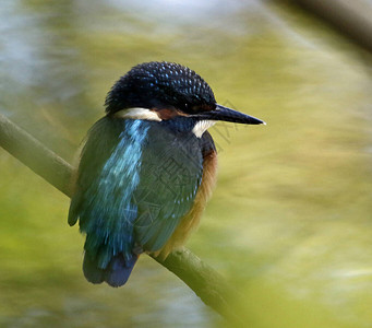 河岸上常见的翠鸟钓鱼背景图片