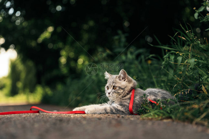 四个月大的苏格兰直猫在草地上散步图片