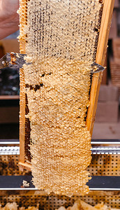 用特殊工具在蜜蜂木制框架中打开蜂蜜用于蜂窝的长工作刀密封在蜂窝中的美图片