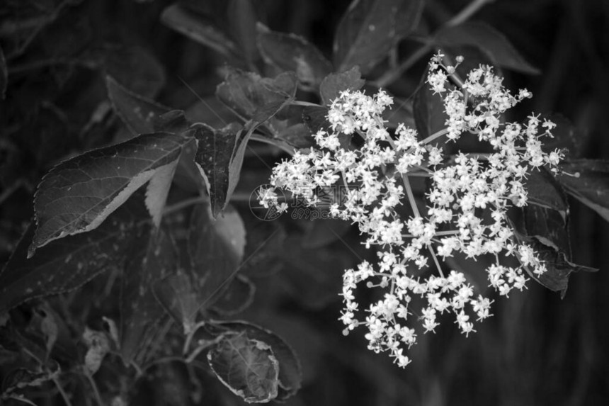 黑白的野花图片