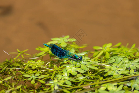 蓝色雄带状蓑羽蓼Calopteryxsplendens在河流中寻找带状翅膀的昆虫图片