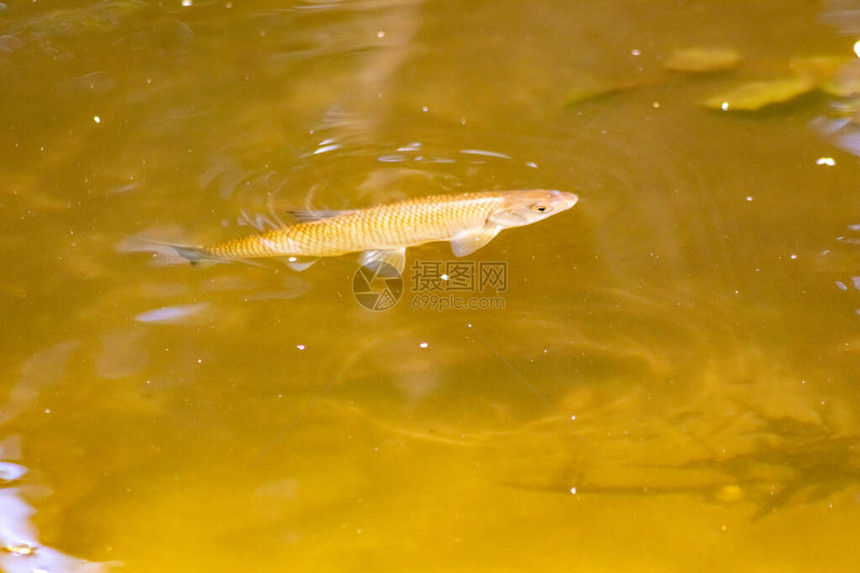 在田园诗般的小溪河底的平水中单鱼钓或徒步旅行图片