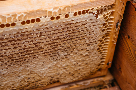 蜂蜜的木制框架安装在蜂巢中图片