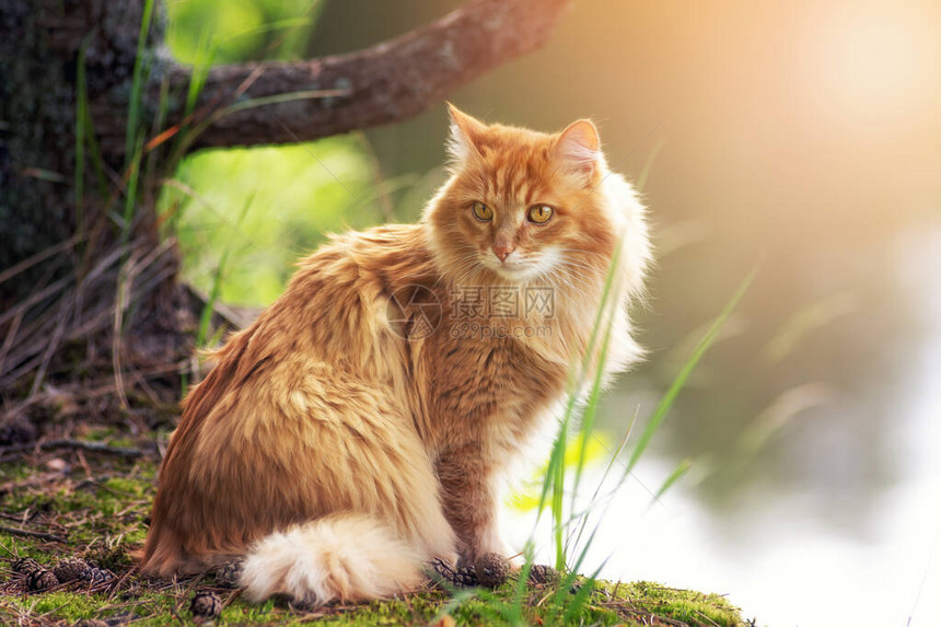 肖像红色毛皮猫在绿色的夏天草和背景中的大树图片