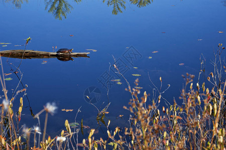 秋叶色池中的乌龟图片