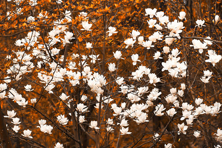 白木兰花在云南的春林中开花图片