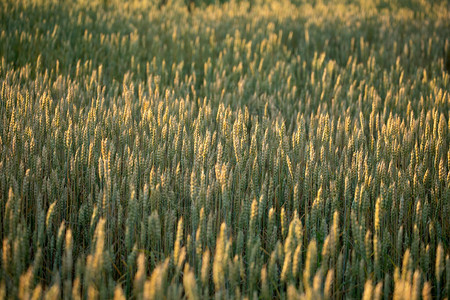 麦田金色小麦的关闭美丽的自然日落景观阳光下的田园风光草甸麦田成熟的背图片