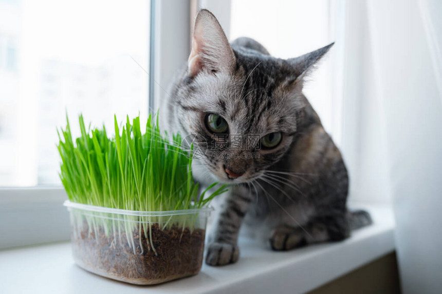 一只美丽的灰猫在窗户边吃着新鲜绿草宠物草图片