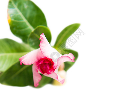 粉红色的花AdeniumObesum植物与绿叶隔离在白色背景图片