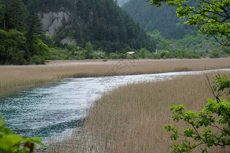宽广的棕色芦苇环绕透视绿河有森林的山绿树框架四川图片