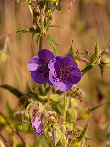 两朵紫色的花图片