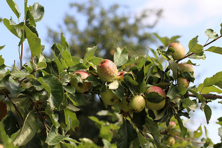 夏天青苹果在树枝上成熟图片