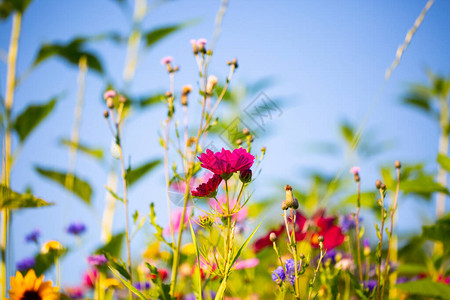 鲜花草原夏季蜜蜂牧场图片