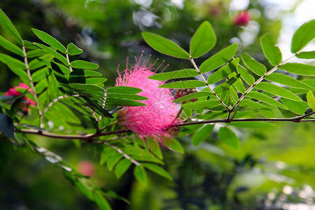 红兰花绿色背景的热带特异花近背景