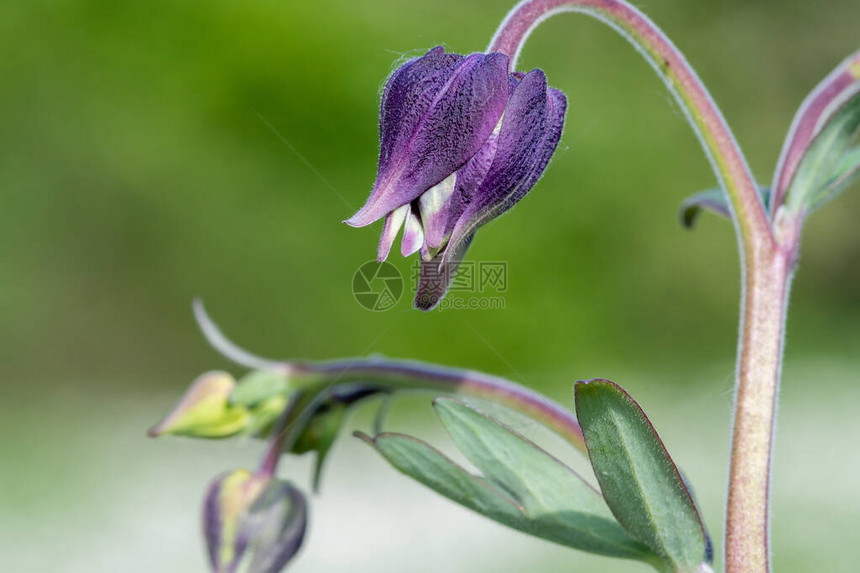 Columbineaquileba植物图片