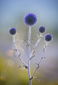 Echinopsritro蓝球花图片