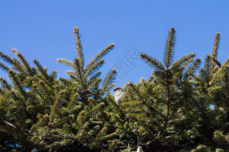 一只麻雀坐在圣诞树图片