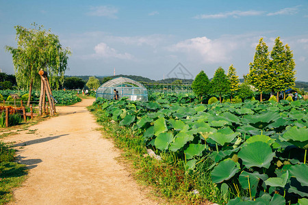 韩国西洪光木二天兴莲花高清图片