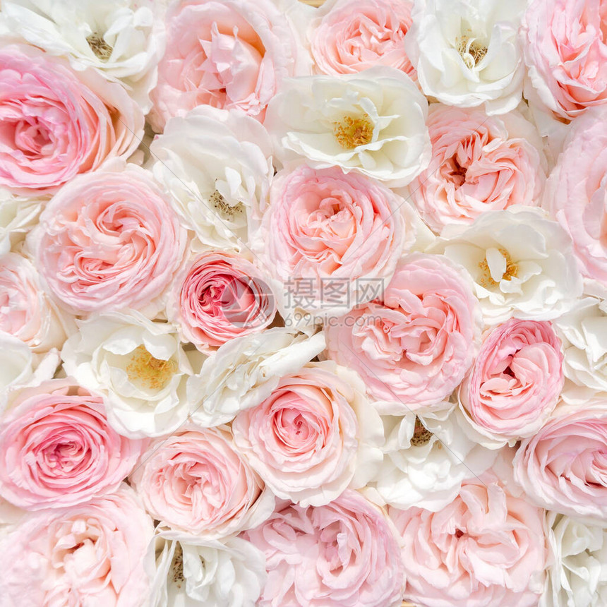 粉红色的花卉背景用于在社交媒体上创建邀请明信片帖子的精致浪漫背景精致的图片