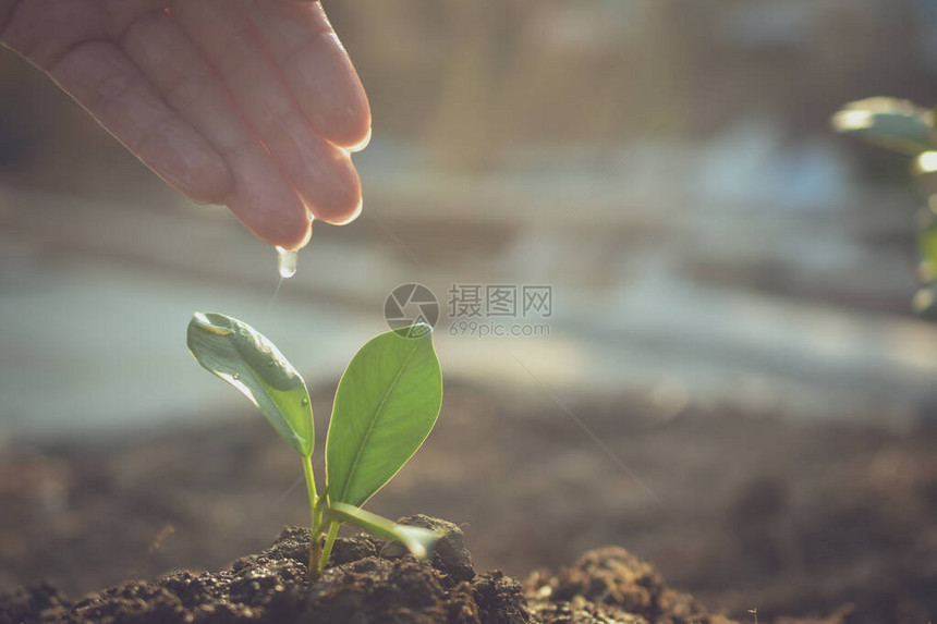 人们正在植树生长浇水和植树图片