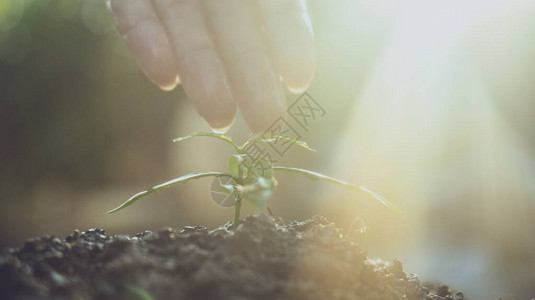 人们正在植树生长浇水和植树图片