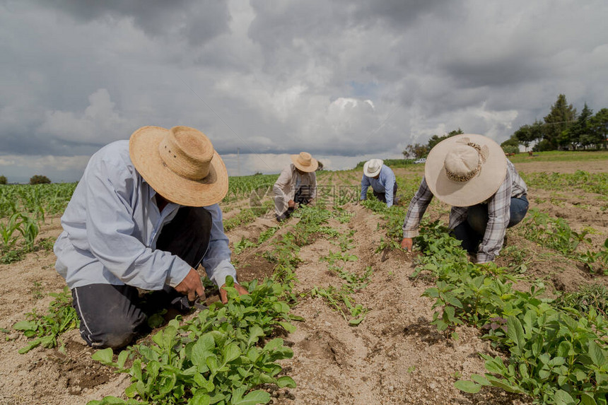 在墨西哥的农田里手工种植阿玛兰特胡斯人Ammara图片