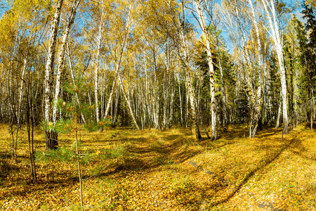 秋天的森林美得惊人图片