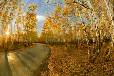 秋天的森林美得惊人图片