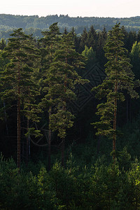 夏日傍晚美丽的黑松林高清图片