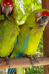 一对恋爱中的AraAmbigua鹦鹉大绿金刚鹦鹉也被称为大军用金刚鹦鹉或布冯金刚鹦鹉或伟大的军用金刚鹦背景图片