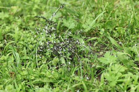 绿草中成群的带翅膀的黑蚂蚁图片