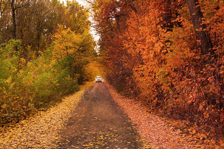 秋天树林的汽车在路上有黄色叶子大气图片