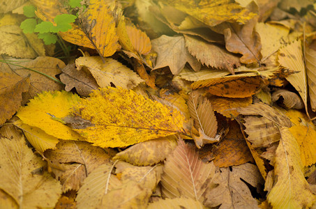 阳光明媚的秋天背景秋天的叶子纹理彩色落叶图片