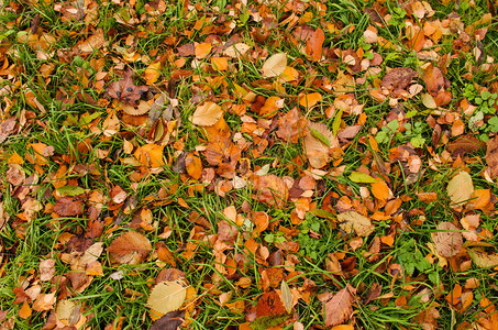 秋天五颜六色的树叶背景秋天的树叶背景在森林里图片