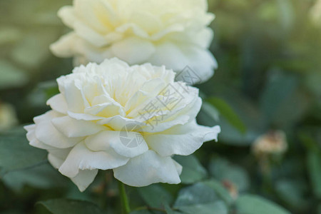 花园里盛开着白玫瑰白玫瑰丛花图片