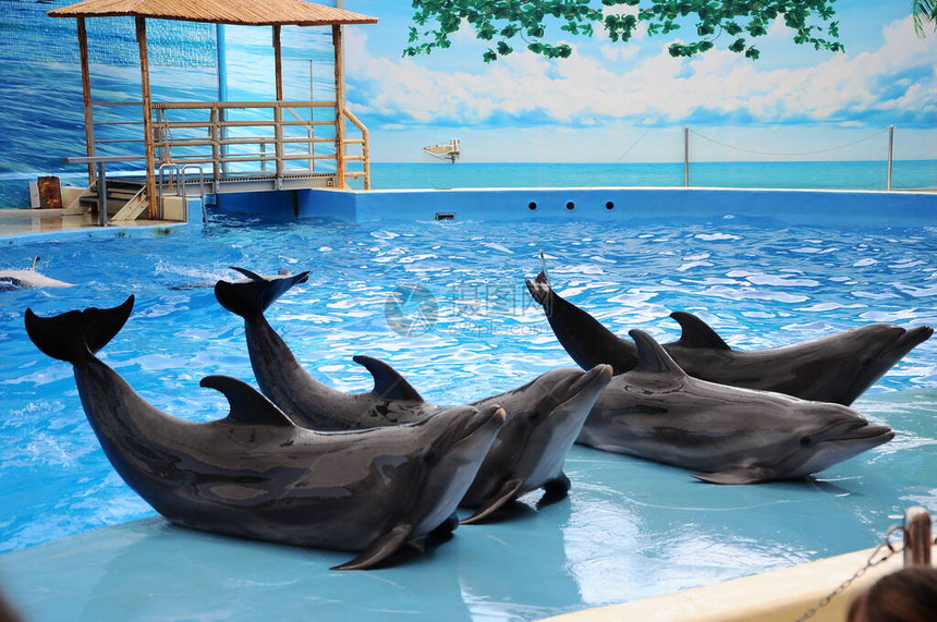 美丽的可爱海豚在海豚馆的池塘图片
