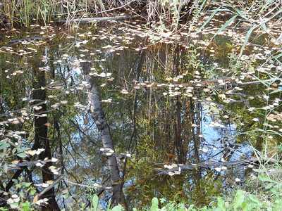 池塘中树木和蓝天空的秋天反射图片