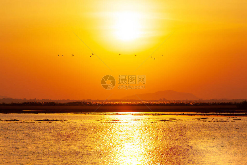 一群小鸭子在夕阳下飞过湖面图片