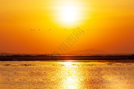 一群小鸭子在夕阳下飞过湖面图片